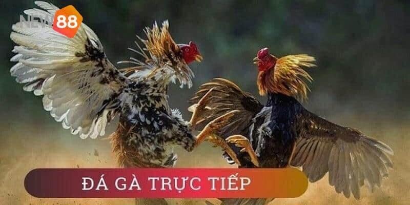 Đá gà trực tuyến thu hút người chơi